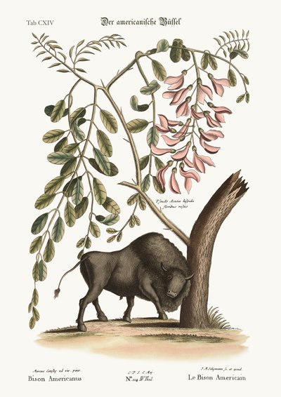 Der amerikanische Bison, 1749-73 von Mark Catesby